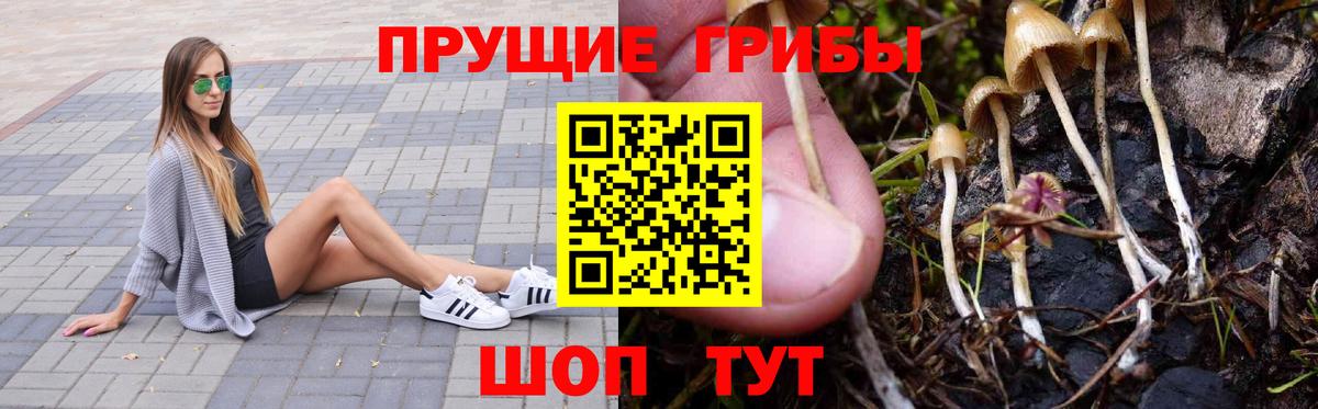 Галлюциногенные грибы прущие грибы Светлоград